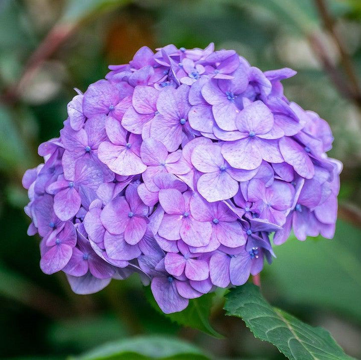 Hydrangea macrophylla 'Bailmer' ~ Endless Summer® La hortensia original