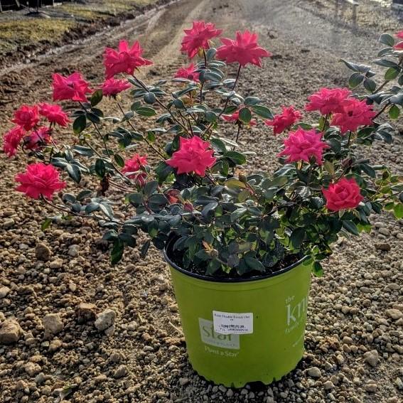 Rosa 'Radtko' PP 16,202 ~ Rosa Double Knock Out®