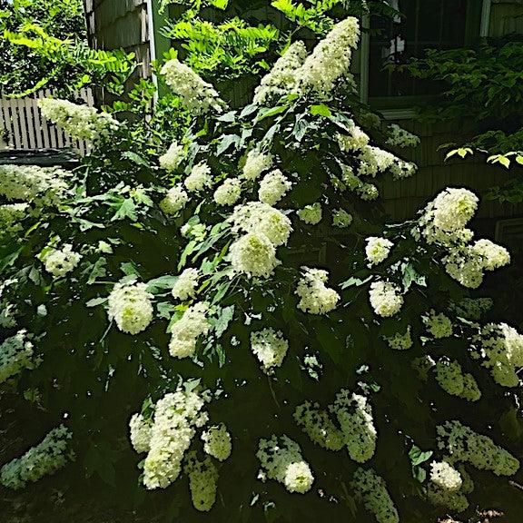 Hydrangea quercifolia 'Snowcicle' ~ Snowcicle Hydrangea