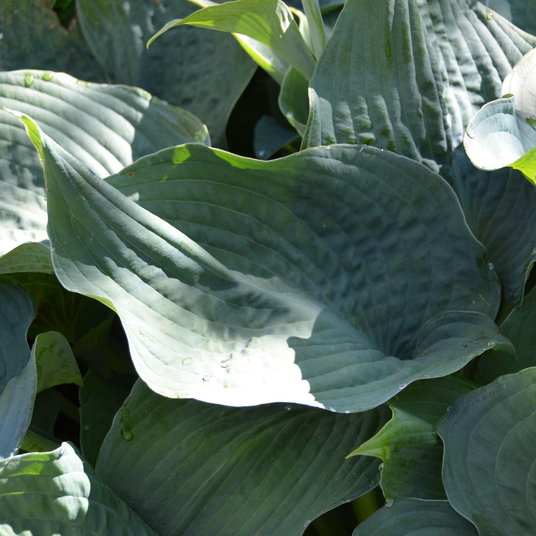 Hosta sieboldiana 'Elegans' ~ Elegans Hosta