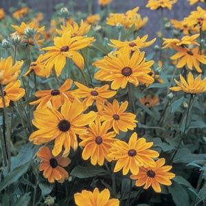 Rudbeckia hirta 'Indian Summer' ~ Indian Summer Black-Eyed Susan