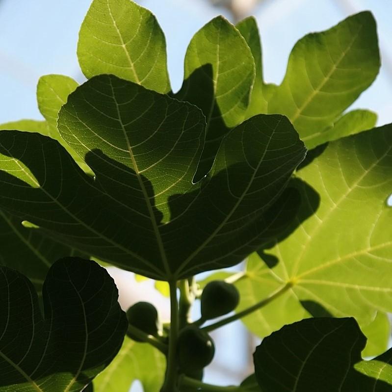 Ficus carica 'Brown Turkey' ~ Brown Turkey Fig