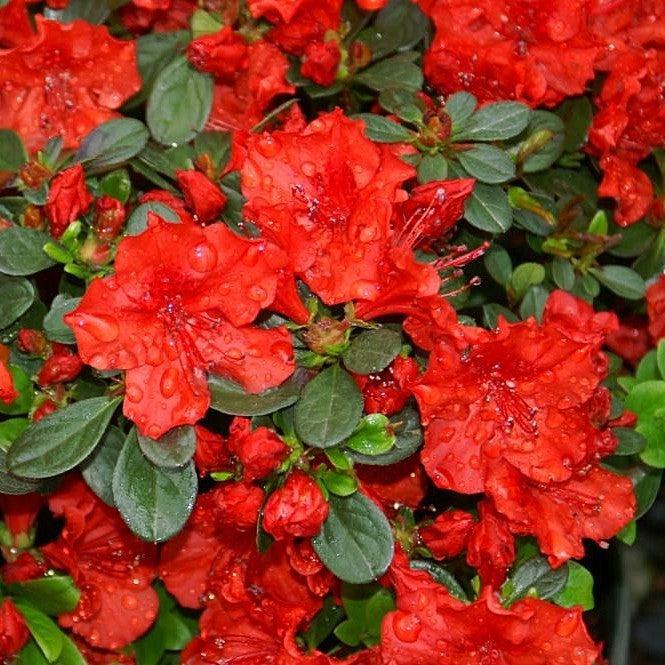 Rhododendron x girard 'Hot Shot' ~ Girard's Hot Shot Azalea