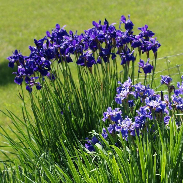 Iris sibirica Caesar's Brother ~ 'Caesar's Brother' Siberian Iris