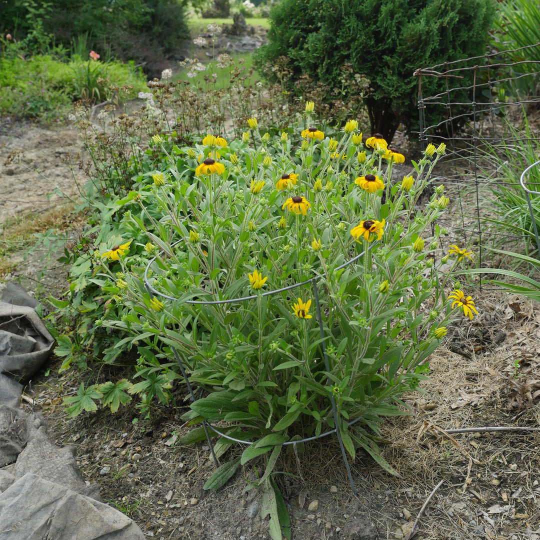 Rudbeckia 'American Gold Rush' ~ American Gold Rush Black-Eyed Susan