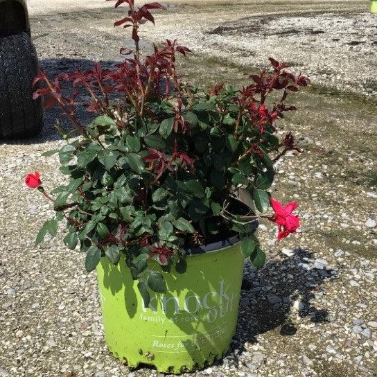 Rosa x 'Radrazz' ~ Knock Out® Shrub Rose, Red – JTSOP Farms