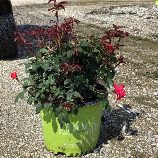 Rosa x 'Radrazz' ~ Knock Out® Shrub Rose, Red