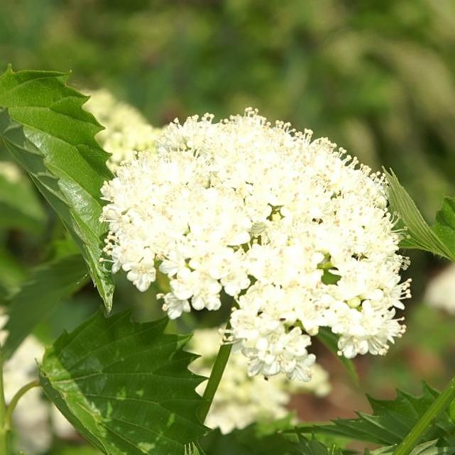 Viburnum dentatum 'Christom' ~ Blue Muffin® Arrowwood Viburnum