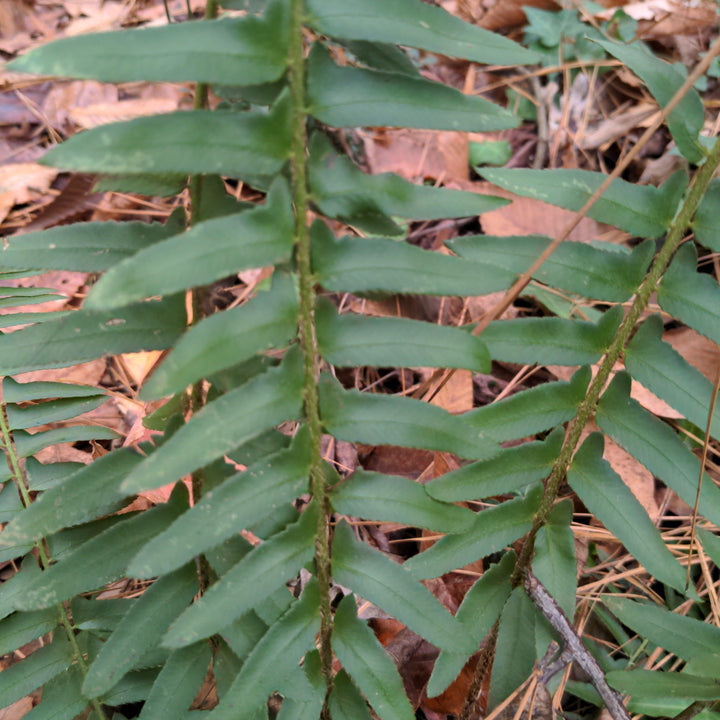 Polystichum acrostichoides ~ Christmas Fern