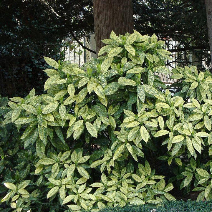 Aucuba japonica 'Golden King' ~ Golden King Japanese Aucuba