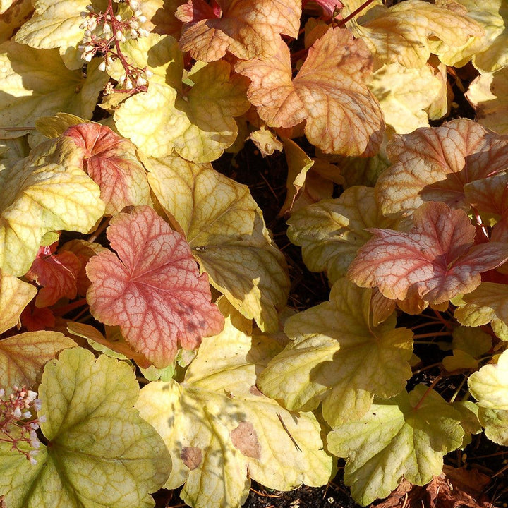 Heuchera 'Champagne' ~ Champagne Coral Bells