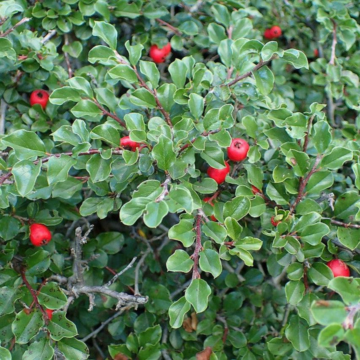 Cotoneaster apiculatus ~ Cranberry Cotoneaster