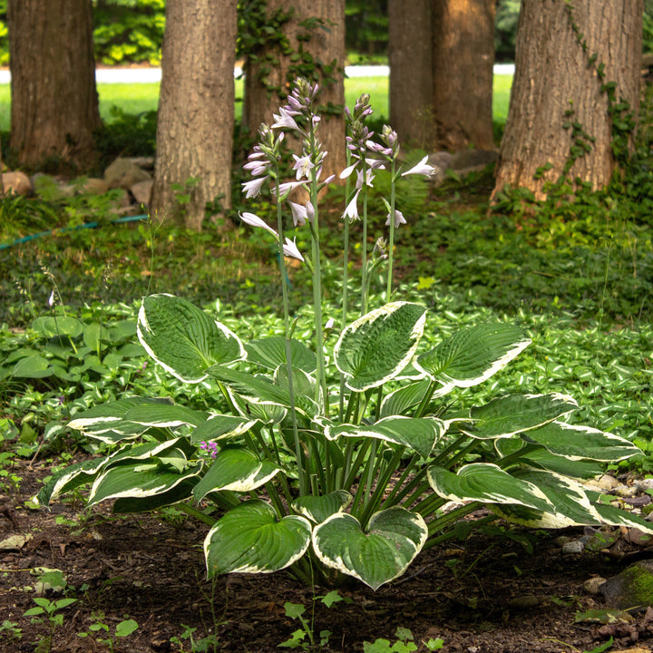 Hosta 'Patriot' ~ Patriot Hosta