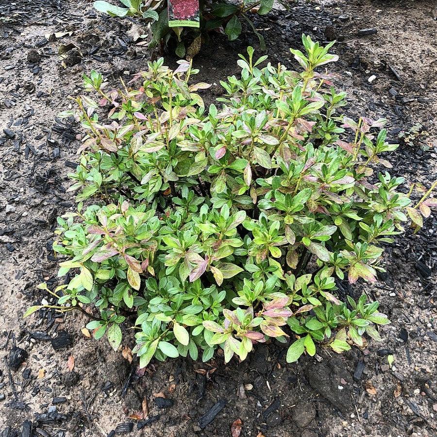 Azalea x 'Girard's Fuchsia' ~ Girard's Fuchsia Azalea