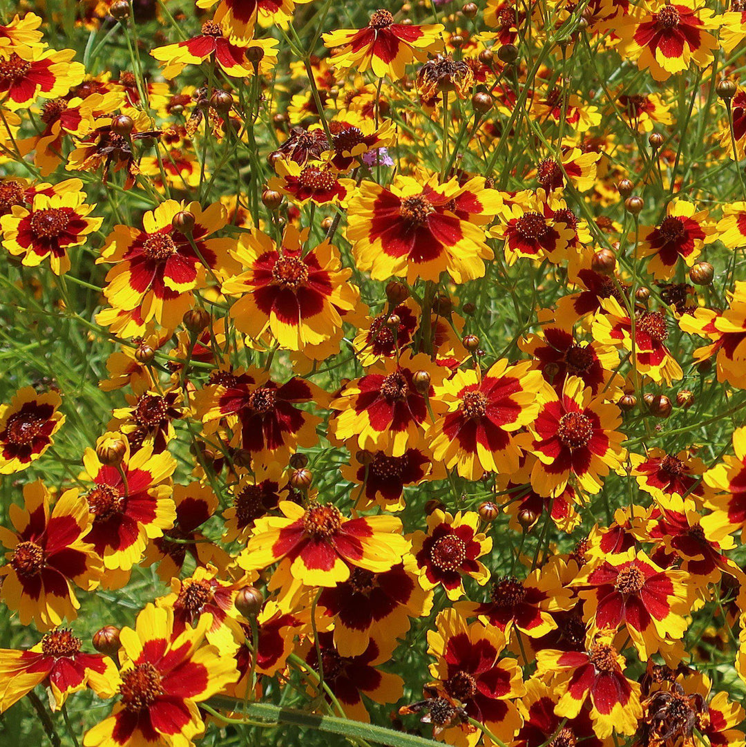 Coreopsis x 'Cosmic Eye' ~ Big Bang™ Cosmic Eye Tickseed