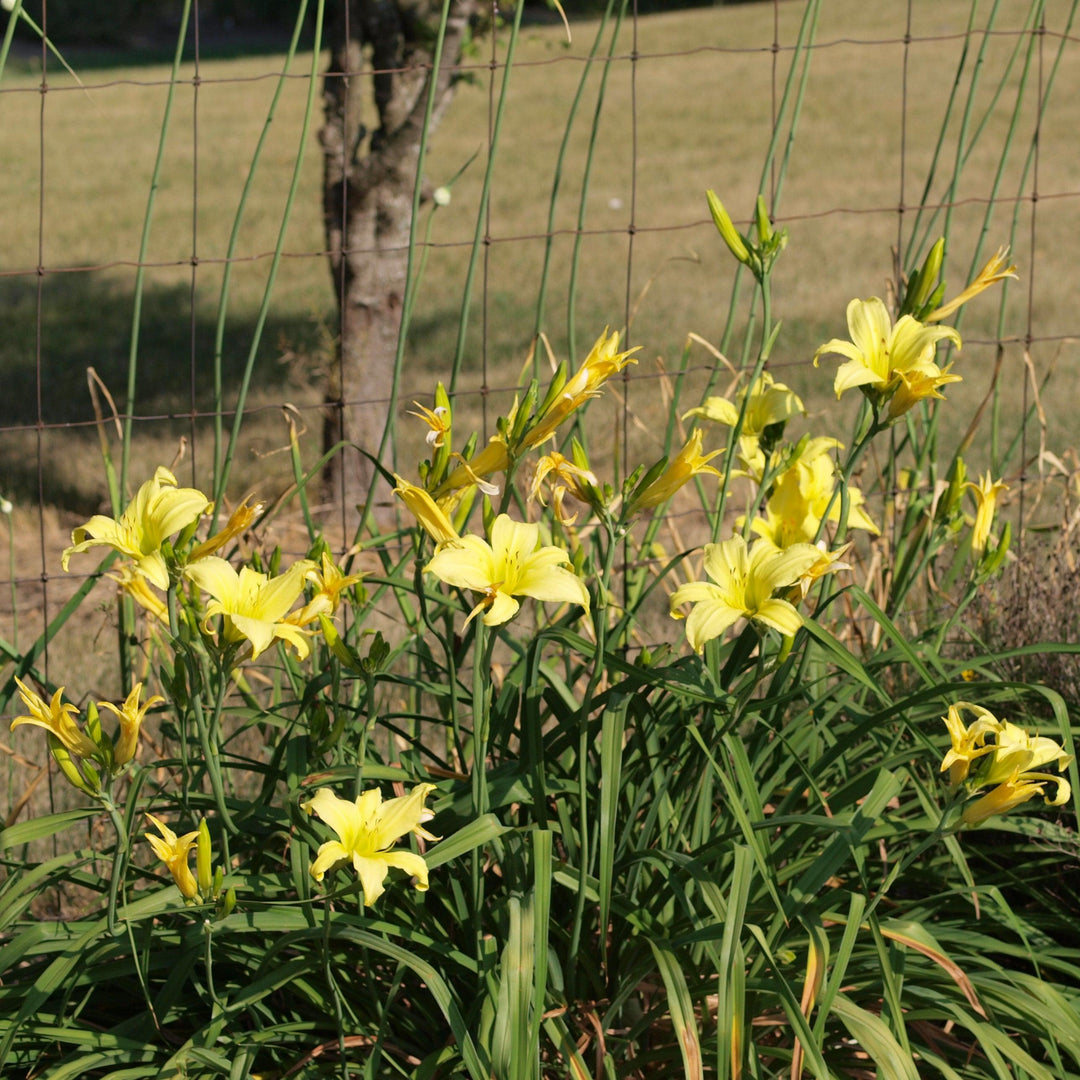 Hemerocallis 'Hyperion' ~ Hyperion Daylily