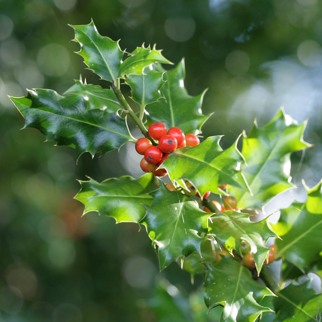 Ilex x meserveae 'Mesog' ~ China Girl® Holly