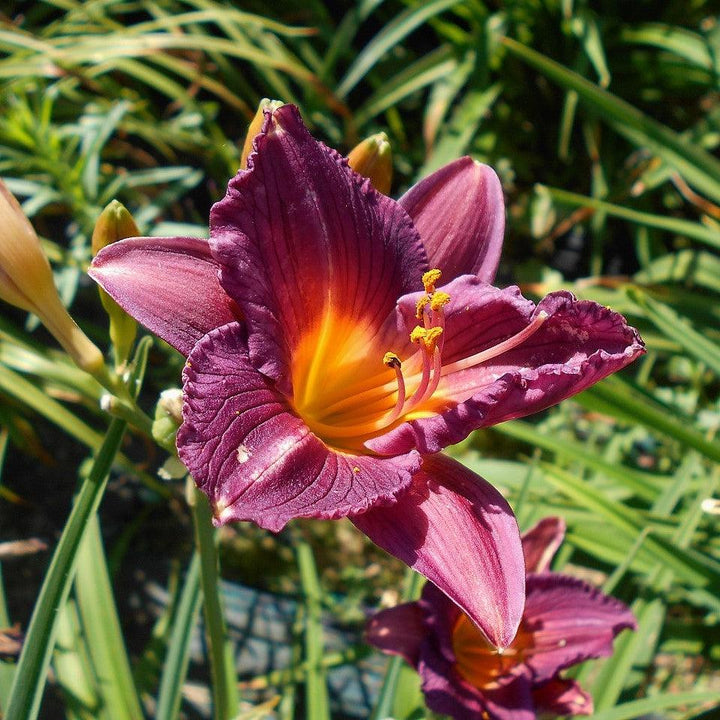 Hemerocallis 'Purple de Oro' ~ Purple de Oro Daylily