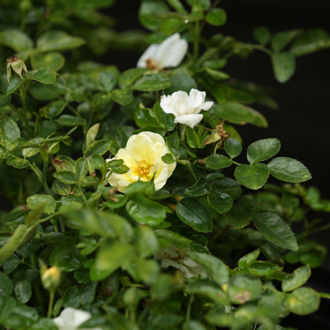 Rosa 'Novarospop' PP#24,773 ~ Popcorn Drift® Rosa