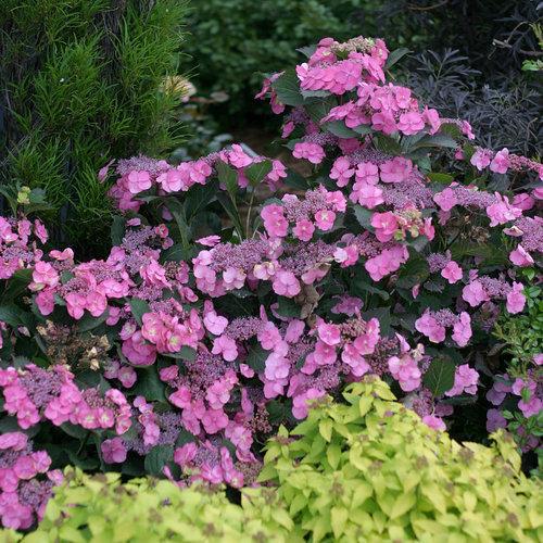 Hortensia serrata 'MAK20' ~ Hortensia Tuff Stuff™