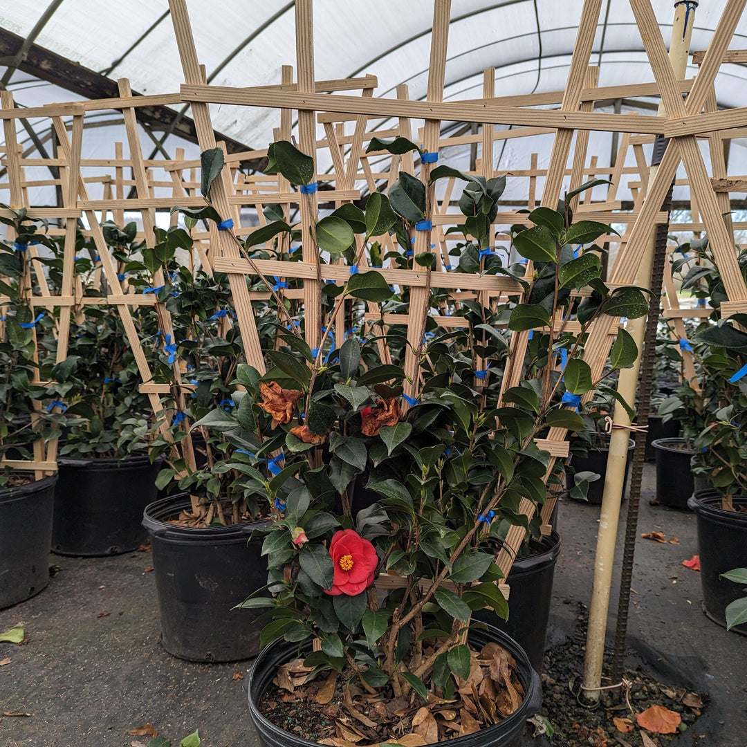 Camellia japonica 'Rojo de Greensboro' ~ Camelia roja de Greensboro