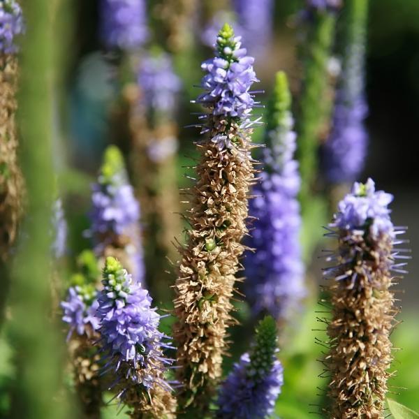 Veronica spicata 'Glory' ~ Royal Candles Speedwell