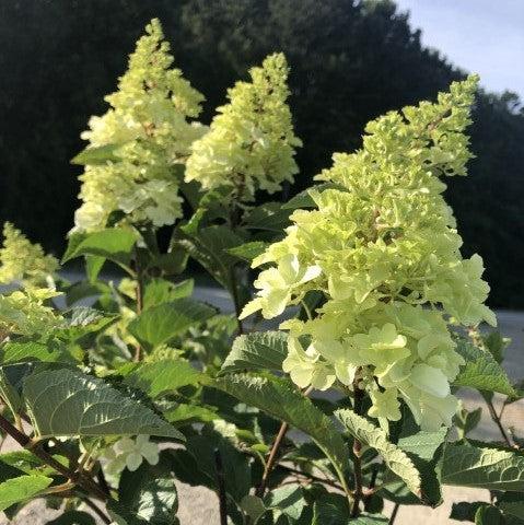 Hydrangea paniculata 'Renba' PP28,509 ~ First Editions® Berry White® Hydrangea