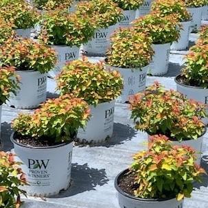 Spiraea japonica 'NCSX1' ~ Double Play® Candy Corn® Spirea