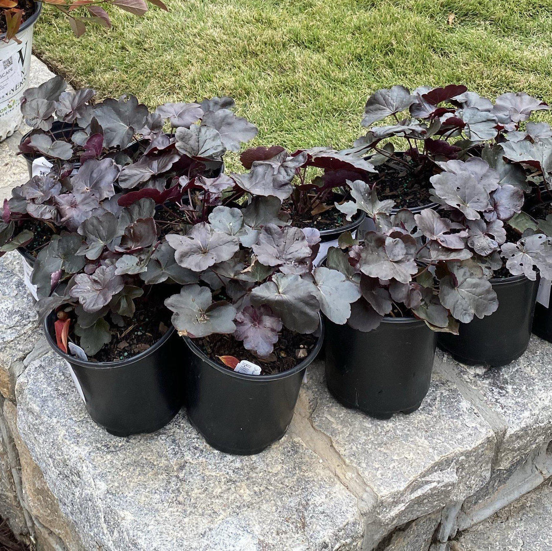 Heuchera 'Obsidian' ~ Obsidian Coral Bells