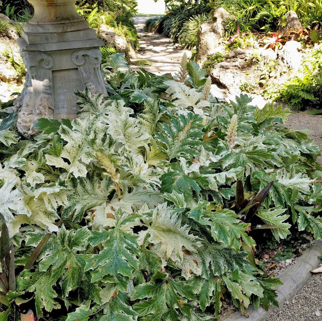 Acanthus x 'Whitewater' ~ Whitewater Bear's Breeches