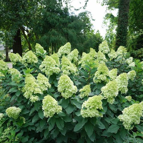 Hydrangea paniculata 'SMNHPPH' ~ Proven Winners® Limelight Prime® Hydrangea