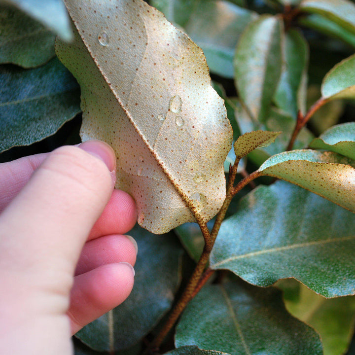 Elaeagnus pungens 'Fruitlandii' ~ Fruitlandii Elaeagnus