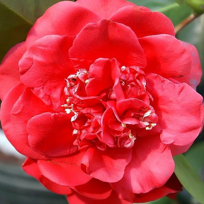 Camellia japonica 'Cita de abril' ~ Cita de abril Camellia