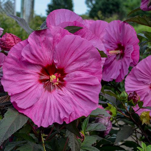 Hibiscus 'Berry Awesome' PP27936 ~ Summerific® Berry Awesome Hibiscus