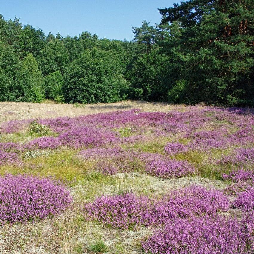 Calluna vulgaris ~ Scotch Heather