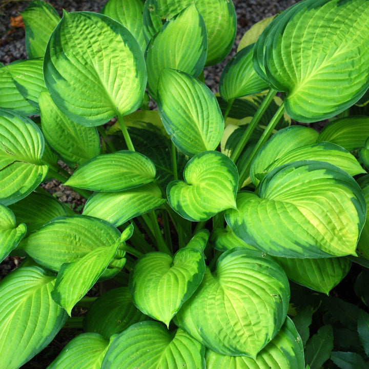 Hosta 'Guacamole' ~ Guacamole Hosta