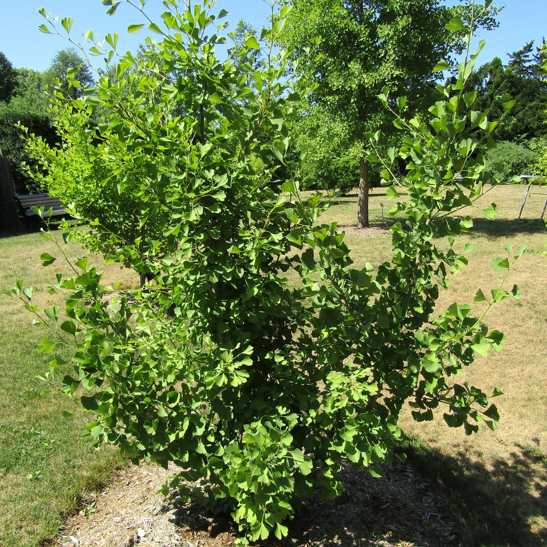 Ginkgo biloba 'Magyar' ~ Magyar Ginkgo