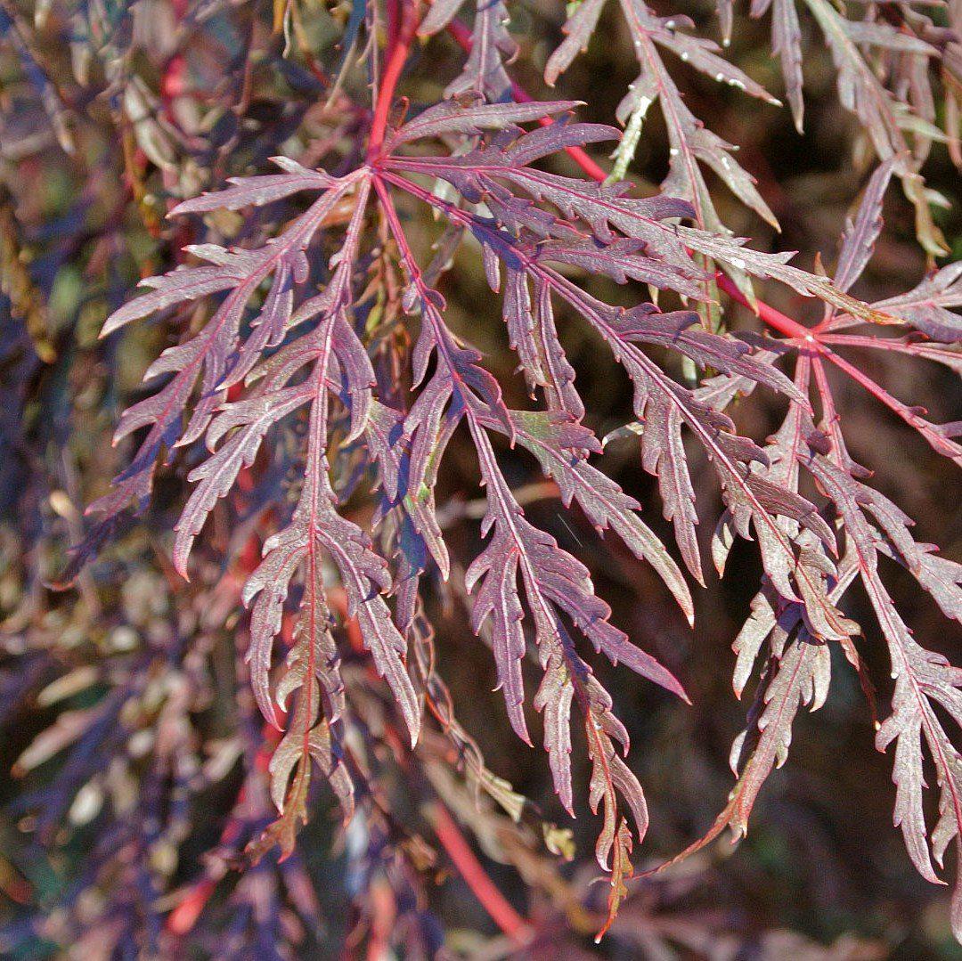 Acer palmatum var. dissectum 'Inaba-shidare' ~ Inaba-shidare Japanese Maple