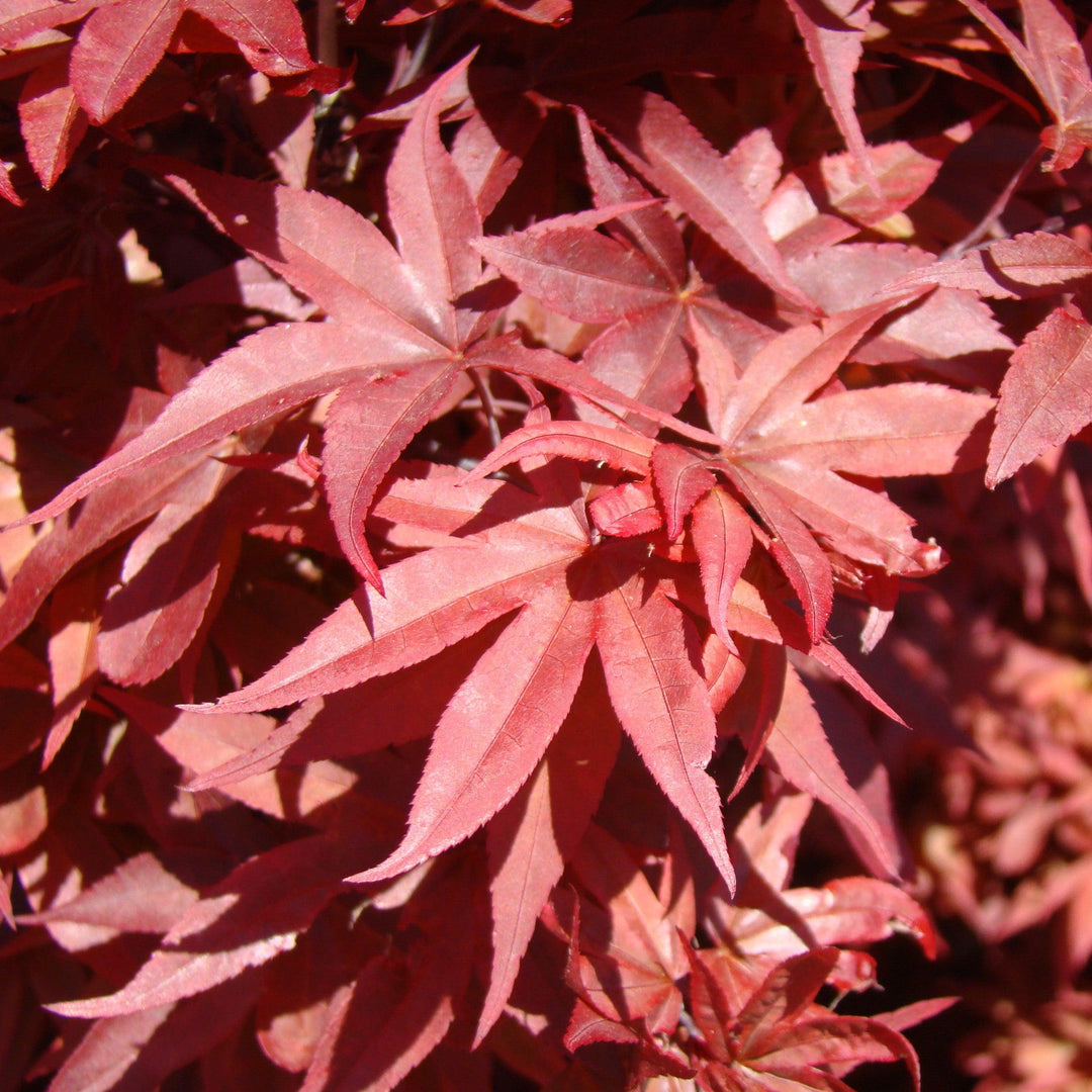 Acer palmatum 'Twombly's Red Sentinel' ~ Twombly's Japanese Maple