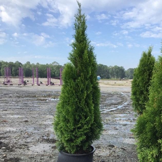 Thuja occidentalis 'Smaragd' ~ Emerald Green Arborvitae