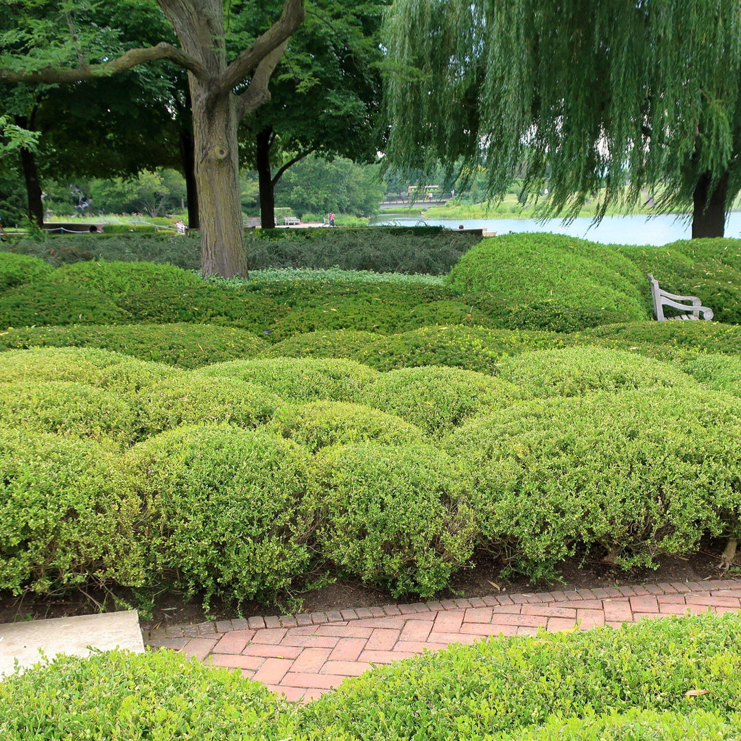 Buxus microphylla 'Wintergreen' ~ Boj gaulteria