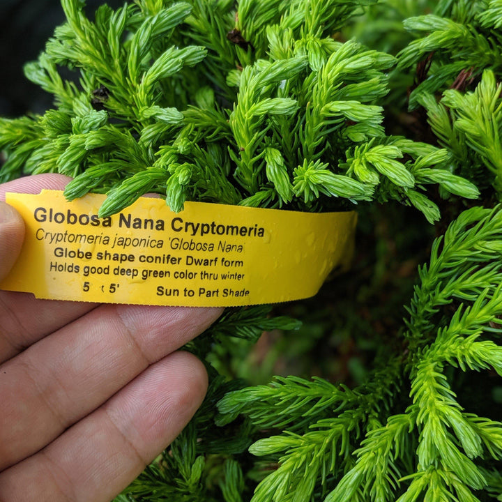 Cryptomeria japonica 'Globosa Nana' ~ Cedro japonés enano