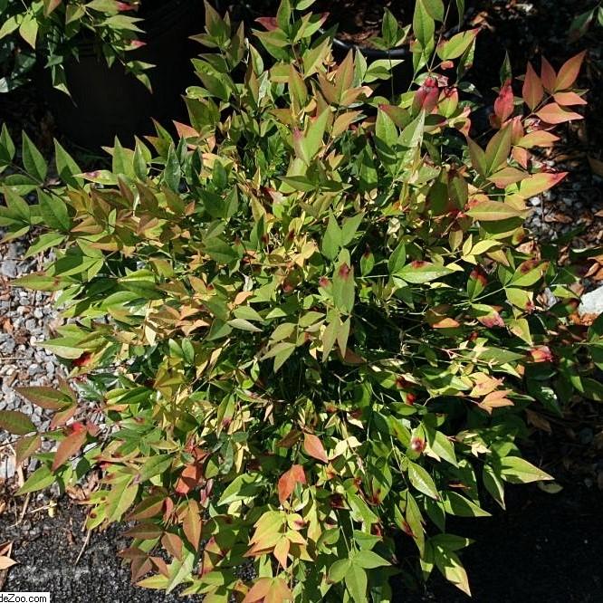 Nandina domestica 'Gulf Stream' ~ Gulf Stream Heavenly Bamboo