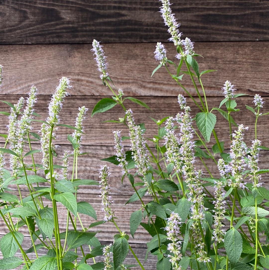 Agastache foeniculum 'Blue Fortune' ~ Blue Fortune Giant Hyssop