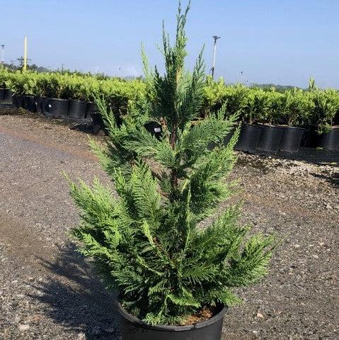 Cupressocyparis leylandii ~ Leyland Cypress