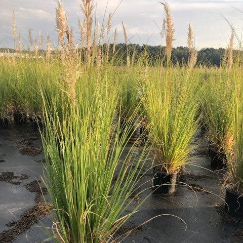 Cortaderia selloana ~ Pampas Grass