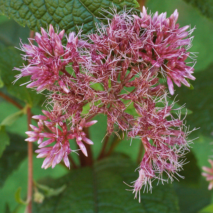 Eutrochium dubium 'Little Joe' ~ Little Joe Coastal Pye Weed