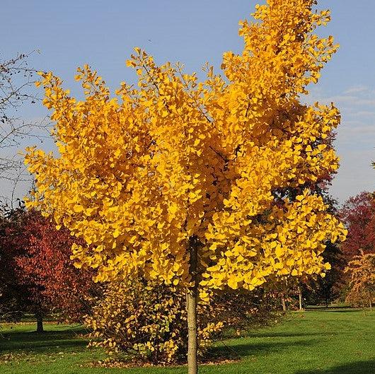 Ginkgo biloba 'Autumn Gold' ~ Autumn Gold Ginkgo