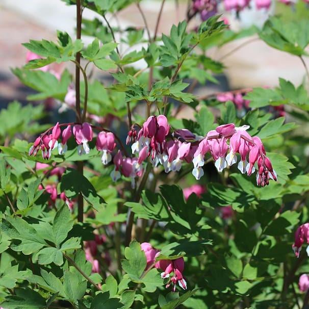 Dicentra eximia ~ Bleeding Heart