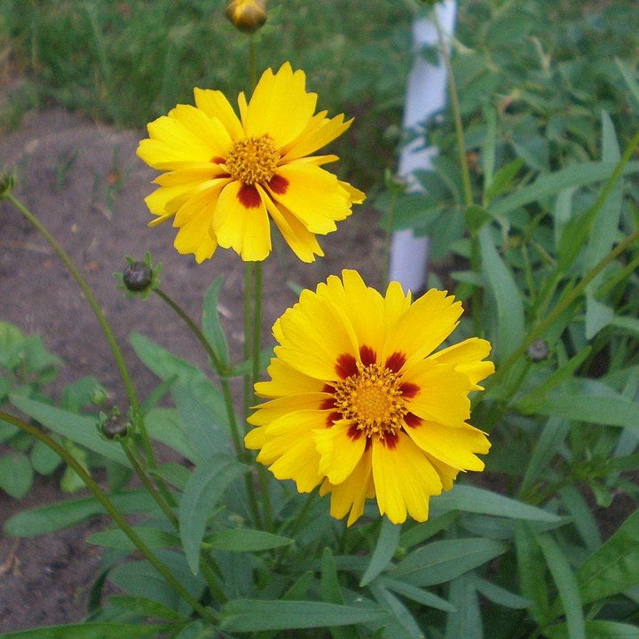 Coreopsis x 'Tequila Sunrise' ~ Tequila Sunrise Tickseed